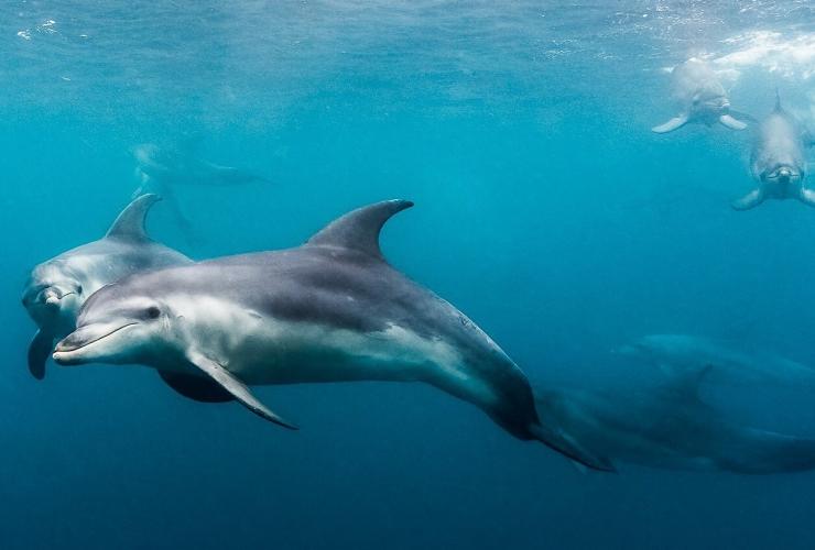 维多利亚州，摩林顿半岛，与海豚共游 © Moonraker 与海豚游泳版权所有