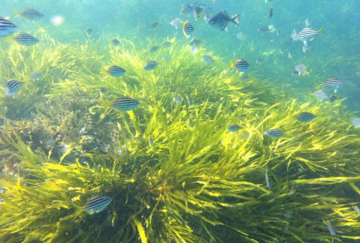 新南威尔士州，悉尼海港，在 Phyllospora 褐藻中游动的鱼 © Tamsin Peters 版权所有