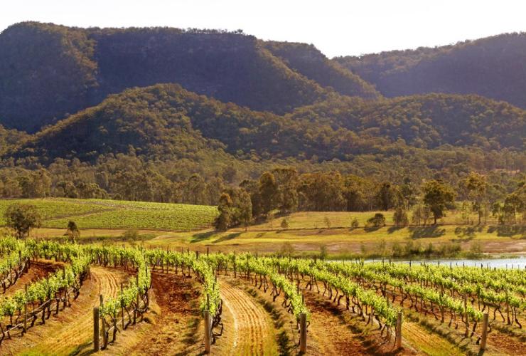 新南威尔士州，猎人谷，奥德丽 · 威尔金森酒庄葡萄园 © 奥德丽 · 威尔金森酒庄葡萄园版权所有